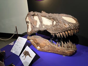 印象派オルセー展×大絶滅展に投稿された画像（2025/11/9）