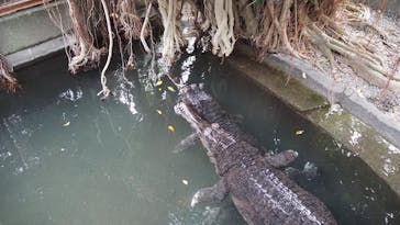 熱川バナナワニ園に投稿された画像（2025/11/9）