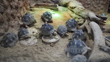 熱川バナナワニ園に投稿された画像（2025/11/9）