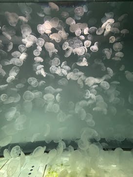 アクアワールド茨城県大洗水族館に投稿された画像（2025/11/9）