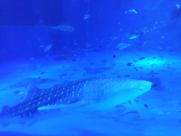 のとじま水族館に投稿された画像（2025/11/9）