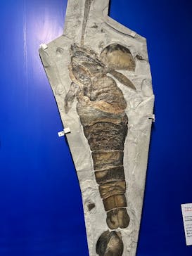 特別展「大絶滅展―生命史のビッグファイブ」に投稿された画像（2025/11/9）