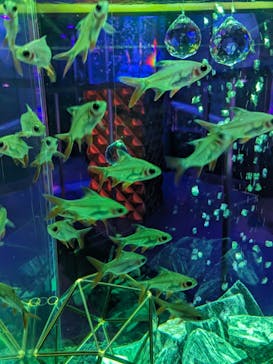 ひらかたパークに投稿された画像（2025/11/9）