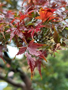 新宿御苑に投稿された画像（2025/11/9）