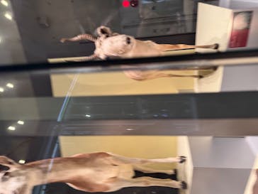 国立科学博物館に投稿された画像（2025/11/9）