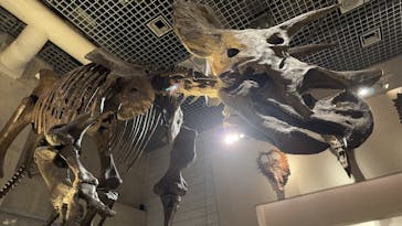 国立科学博物館に投稿された画像（2025/11/9）