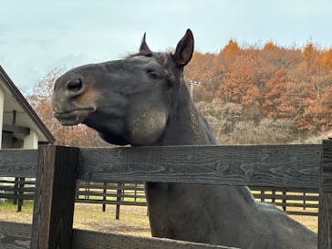 ノーザンホースパークに投稿された画像（2025/11/9）