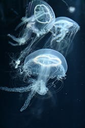 すみだ水族館に投稿された画像（2025/11/9）