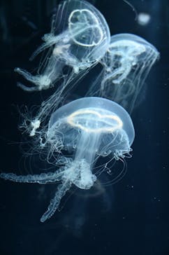 すみだ水族館に投稿された画像（2025/11/9）