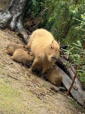 竹島水族館に投稿された画像（2025/11/9）