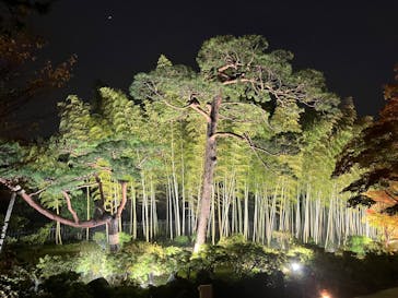 国営昭和記念公園 秋の夜散歩に投稿された画像（2025/11/9）