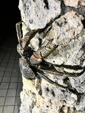 Nami宮古島に投稿された画像（2025/11/9）