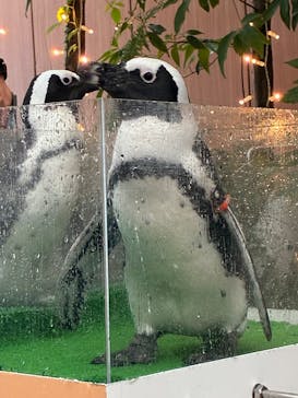 マクセル アクアパーク品川に投稿された画像（2025/11/9）