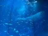 アクアワールド茨城県大洗水族館に投稿された画像（2025/11/9）