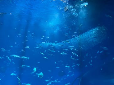 アクアワールド茨城県大洗水族館に投稿された画像（2025/11/9）