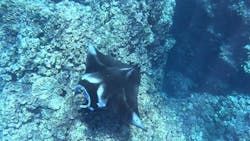 初心者専門ダイビングスクールあつまるに投稿された画像（2025/11/9）