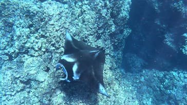 初心者専門ダイビングスクールあつまるに投稿された画像（2025/11/9）