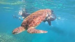 初心者専門ダイビングスクールあつまるに投稿された画像（2025/11/9）