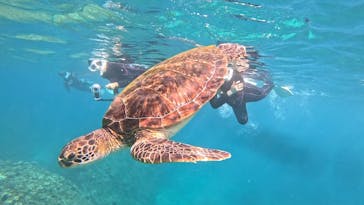 初心者専門ダイビングスクールあつまるに投稿された画像（2025/11/9）