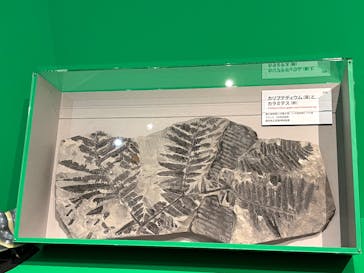 特別展「大絶滅展―生命史のビッグファイブ」に投稿された画像（2025/11/9）