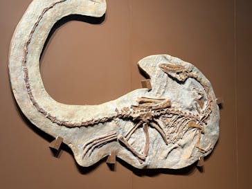 特別展「大絶滅展―生命史のビッグファイブ」に投稿された画像（2025/11/9）