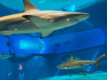 沖縄美ら海水族館に投稿された画像（2025/11/9）