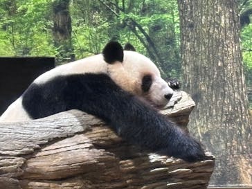 恩賜上野動物園に投稿された画像（2025/11/9）