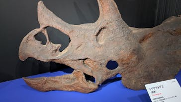 特別展「大絶滅展―生命史のビッグファイブ」に投稿された画像（2025/11/10）