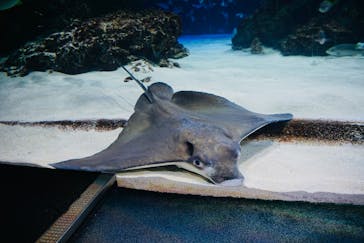 サンシャイン水族館に投稿された画像（2025/11/10）