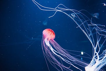 サンシャイン水族館に投稿された画像（2025/11/10）