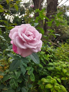 横浜イングリッシュガーデンに投稿された画像（2025/11/10）