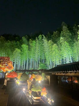 国営昭和記念公園 秋の夜散歩に投稿された画像（2025/11/10）