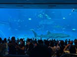 沖縄美ら海水族館に投稿された画像（2025/11/10）