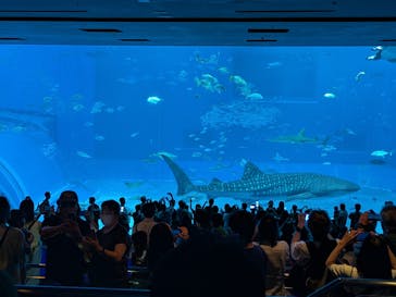 沖縄美ら海水族館に投稿された画像（2025/11/10）