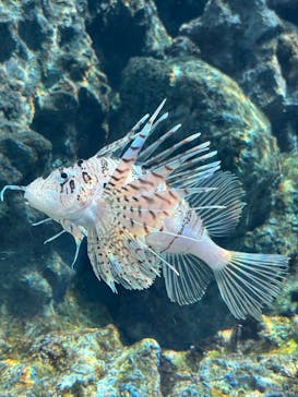 葛西臨海水族園に投稿された画像（2025/11/10）