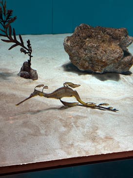 葛西臨海水族園に投稿された画像（2025/11/10）