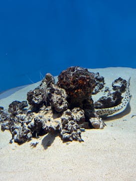 葛西臨海水族園に投稿された画像（2025/11/10）