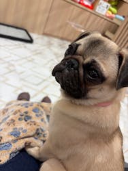 いぬカフェRio ゆめタウン久留米店に投稿された画像（2025/11/10）