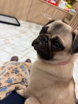 いぬカフェRio ゆめタウン久留米店に投稿された画像（2025/11/10）