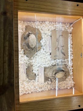 福井県立恐竜博物館に投稿された画像（2025/11/10）