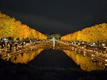国営昭和記念公園 秋の夜散歩に投稿された画像（2025/11/10）
