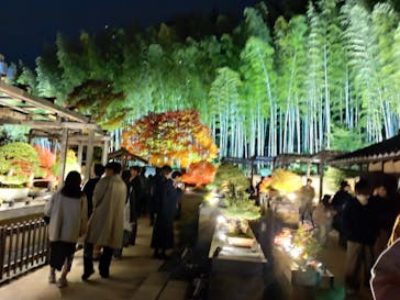 国営昭和記念公園 秋の夜散歩に投稿された画像（2025/11/10）