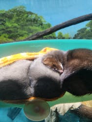 サケのふるさと 千歳水族館に投稿された画像（2025/11/10）