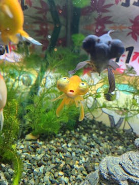 サケのふるさと 千歳水族館に投稿された画像（2025/11/10）