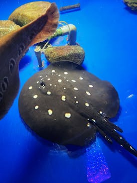 サケのふるさと 千歳水族館に投稿された画像（2025/11/10）