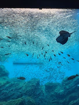 仙台うみの杜水族館に投稿された画像（2025/11/10）