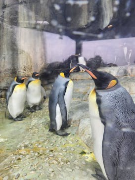 仙台うみの杜水族館に投稿された画像（2025/11/10）
