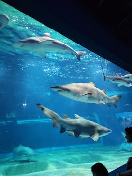 アクアワールド茨城県大洗水族館に投稿された画像（2025/11/10）