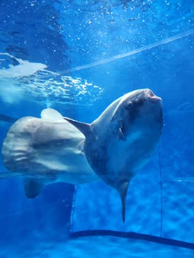 アクアワールド茨城県大洗水族館に投稿された画像（2025/11/10）