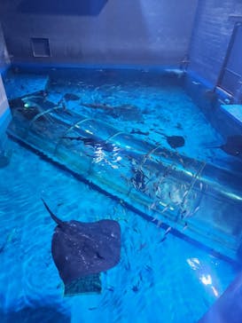 登別マリンパークニクスに投稿された画像（2025/11/10）